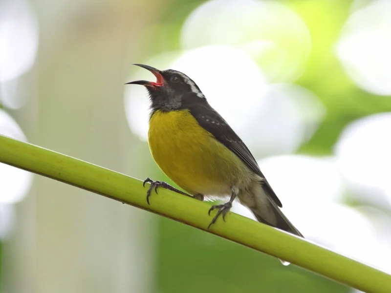 Sucrier à ventre jaune, oiseau de la Martinique